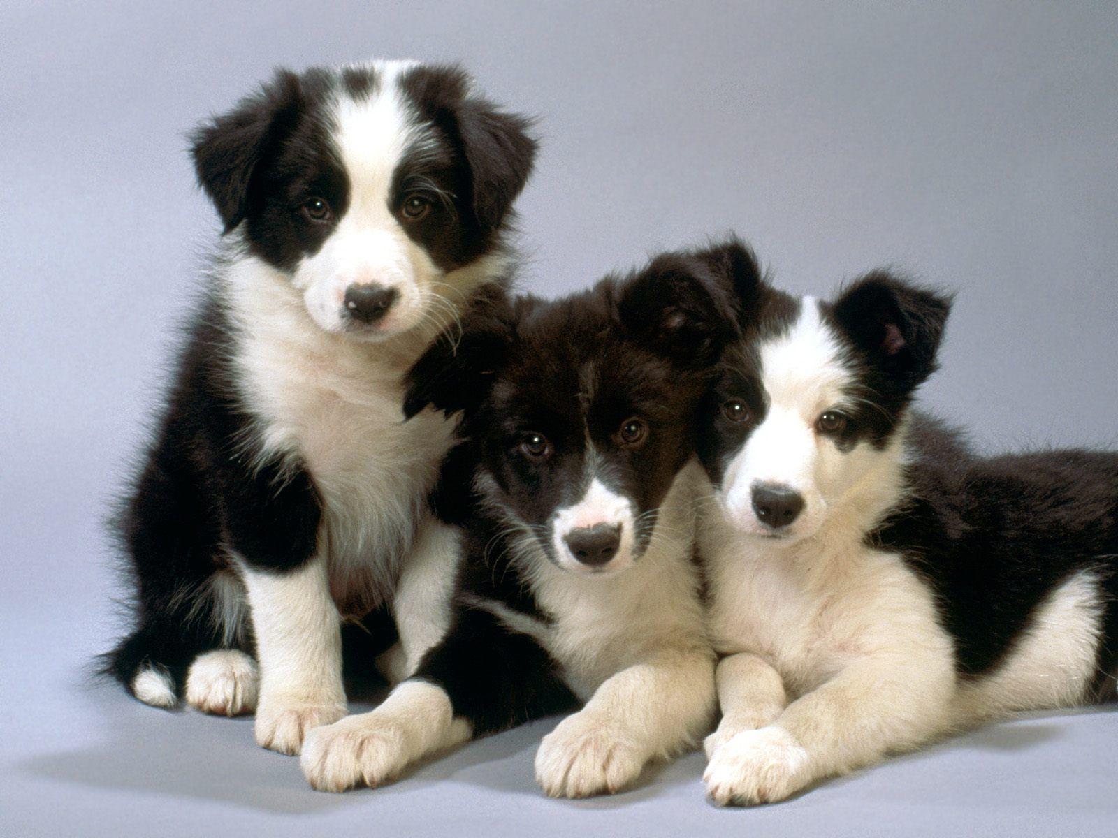 Free wallpaper Black and white border collie pups