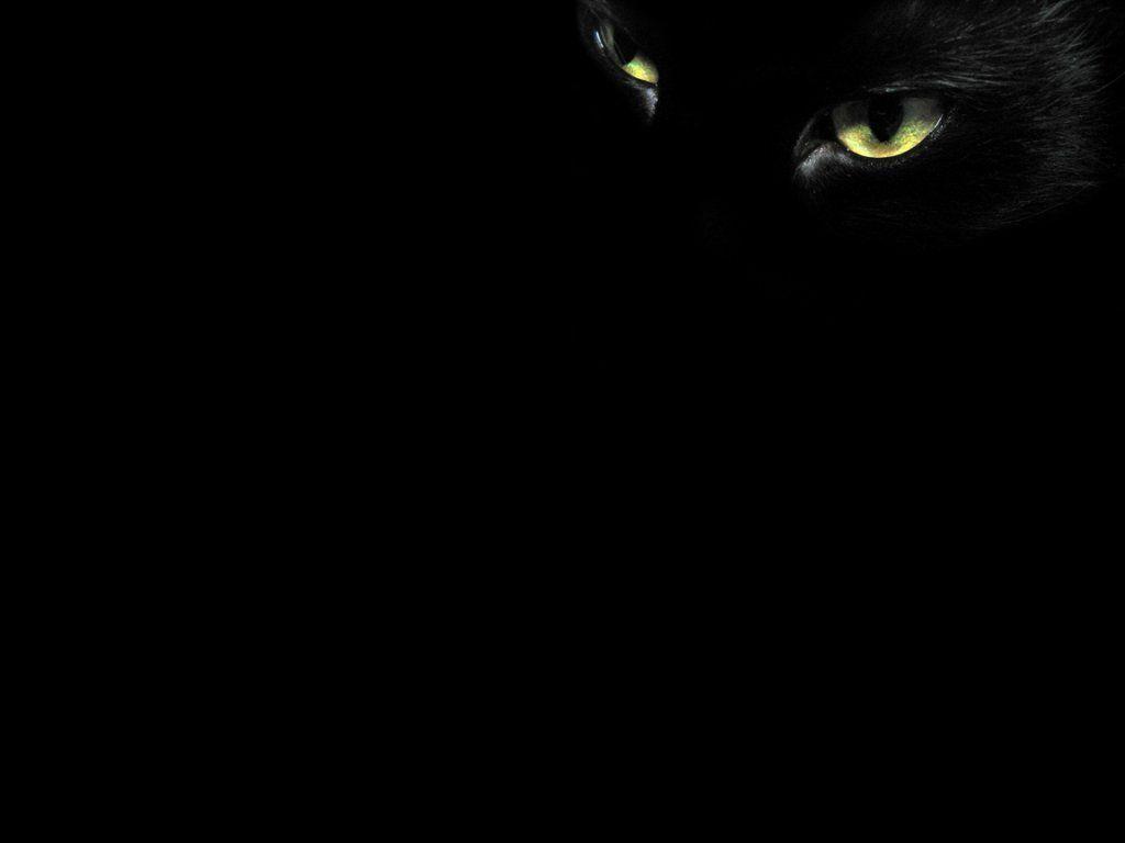 Black Cat Background. HD Background Point