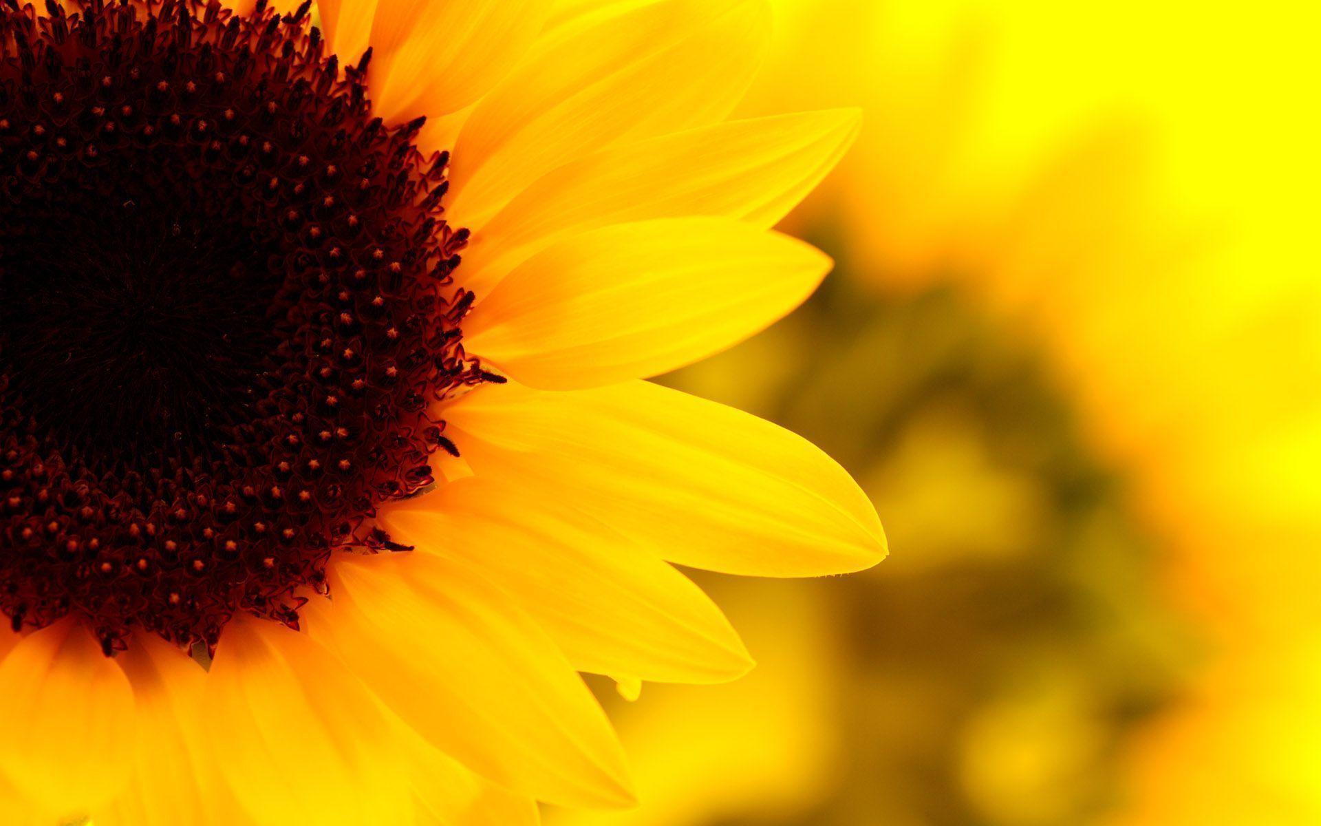 Sunflower Desktop Wallpapers Free - Wallpaper Cave