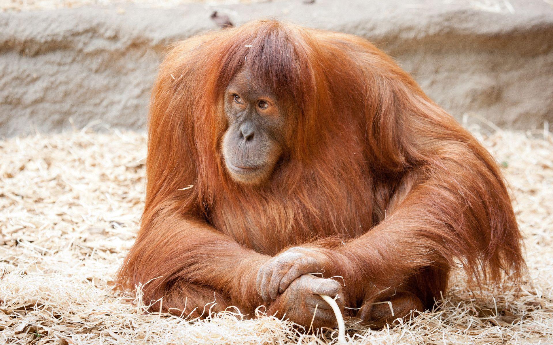 Orangutan Wallpapers - Wallpaper Cave