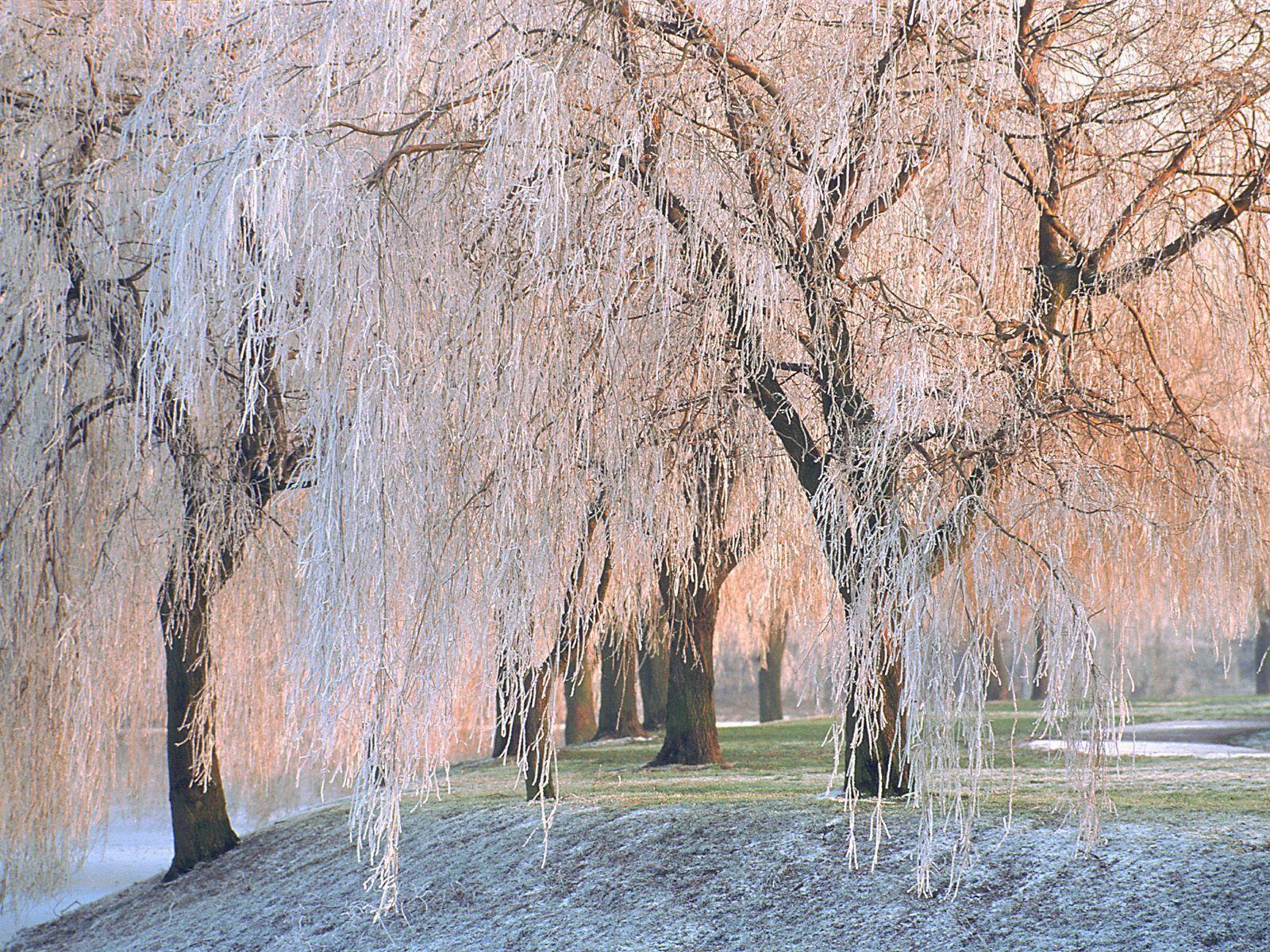 Free Winter Wallpaper Background, Icy Willow Winter Nature