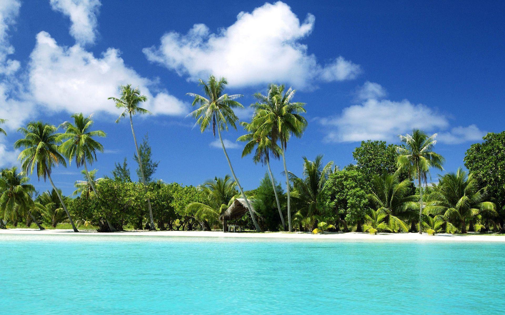 Island Sea Beach Sand Desktop Wallpaper Palm Tree L A