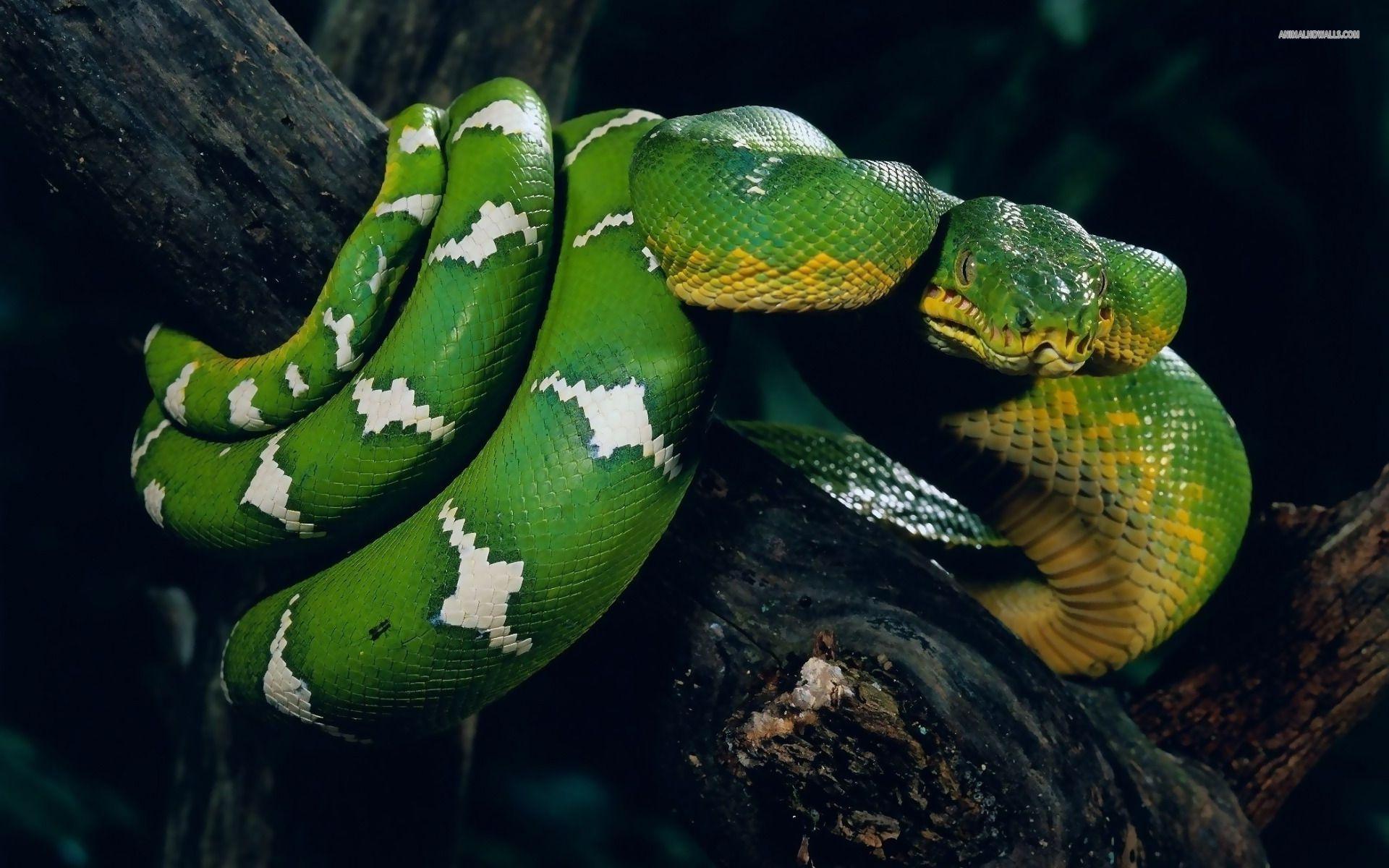 image For > Cool Snake Picture