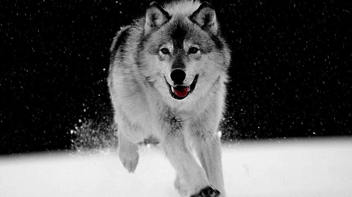 Wallpaper For > White Wolf In Snow Wallpaper