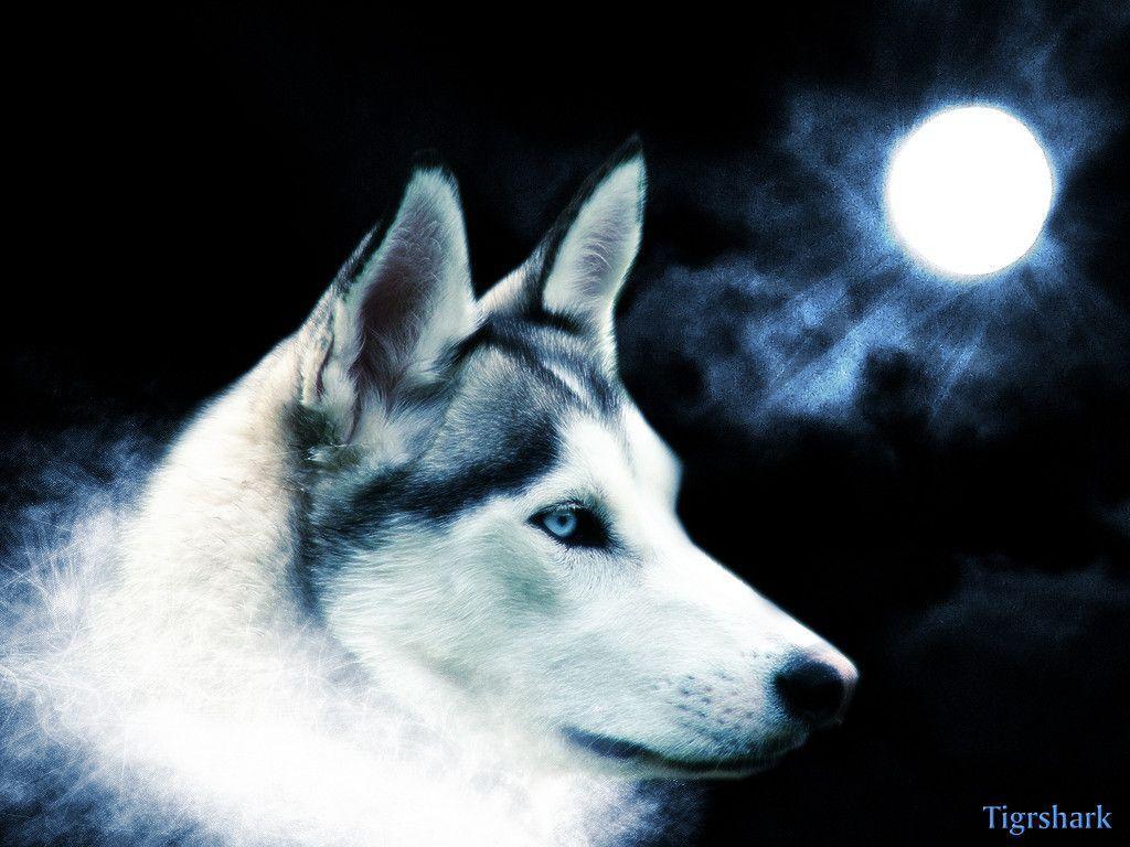 wolf wallpaper and Omega Photo