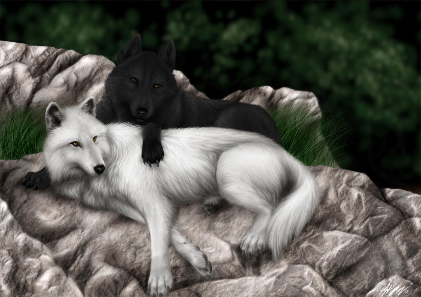 hd wallpaper black wolf and snow wolf 1415×1000 Definition