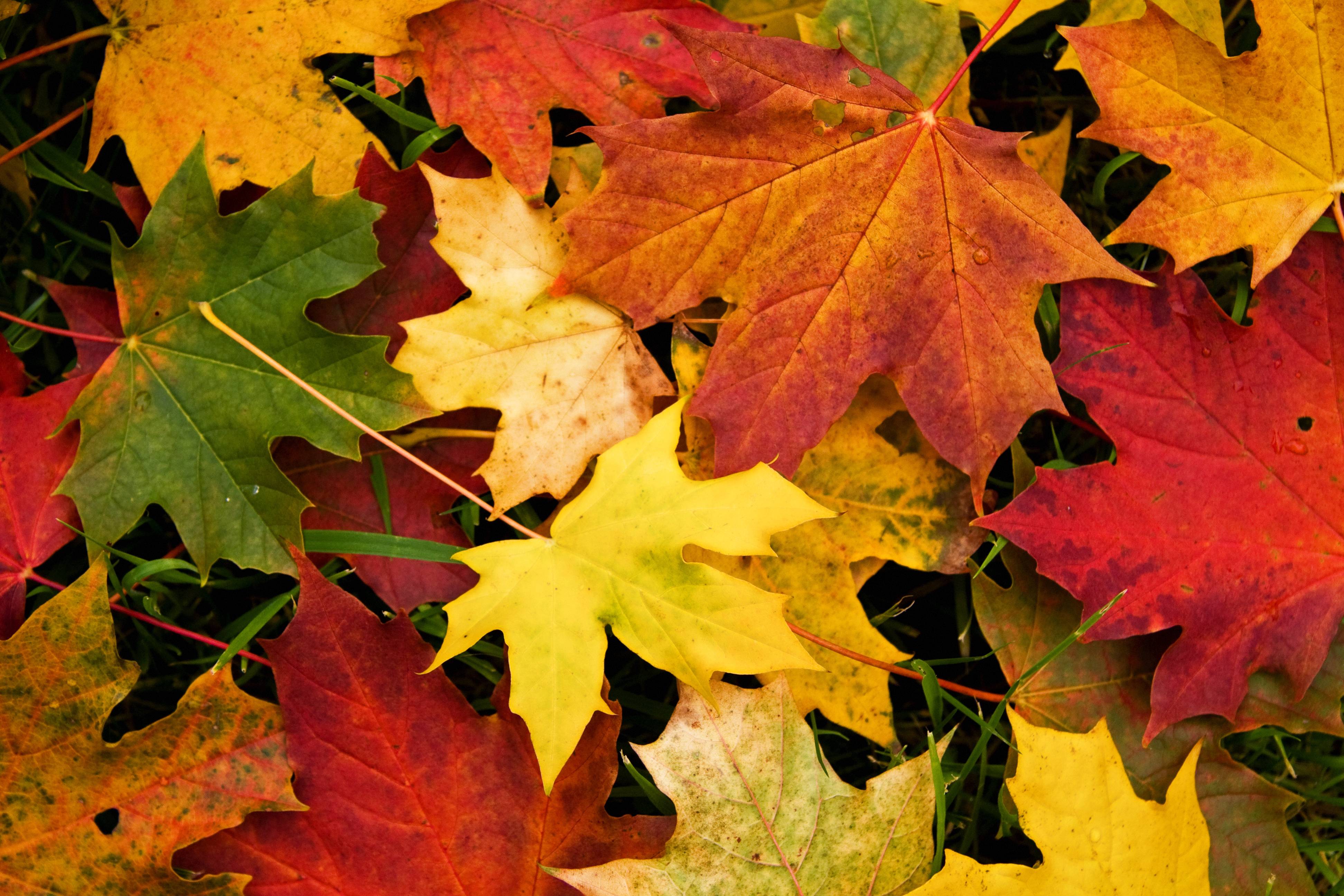 Autumn Leaves Desktop Wallpapers - Wallpaper Cave