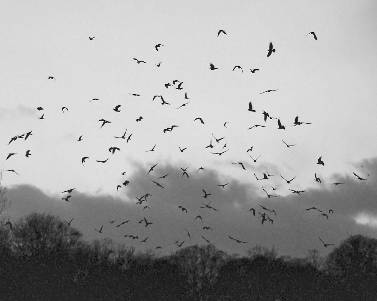 image For > Bird In Flight Silhouette Tumblr