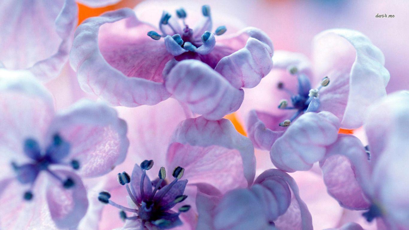 Lilac wallpaper wallpaper - #