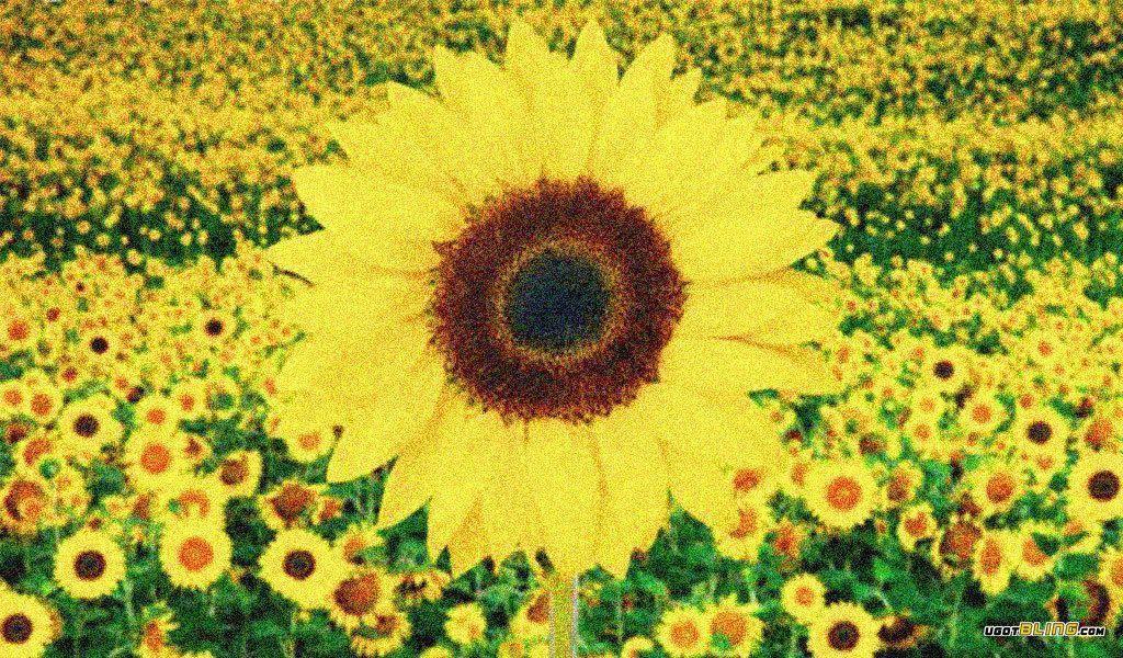 Sunflower Background Photo