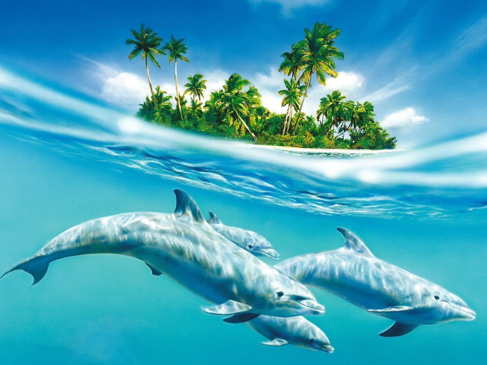 Download HD Blue Dolphins Wallpaper. High Quality Wallpaper