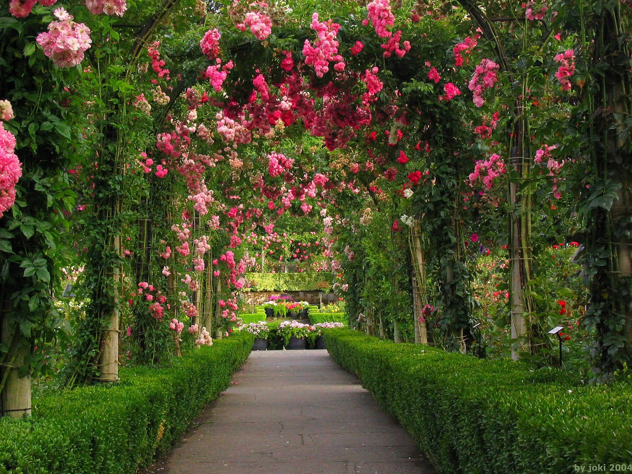 Pink Rose Garden Wallpaper. Garden. Home Image Area