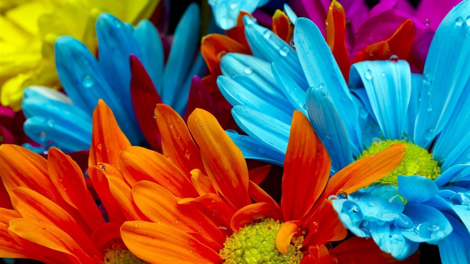 The bright colorful of chrysanthemum petals Wallpaperx900