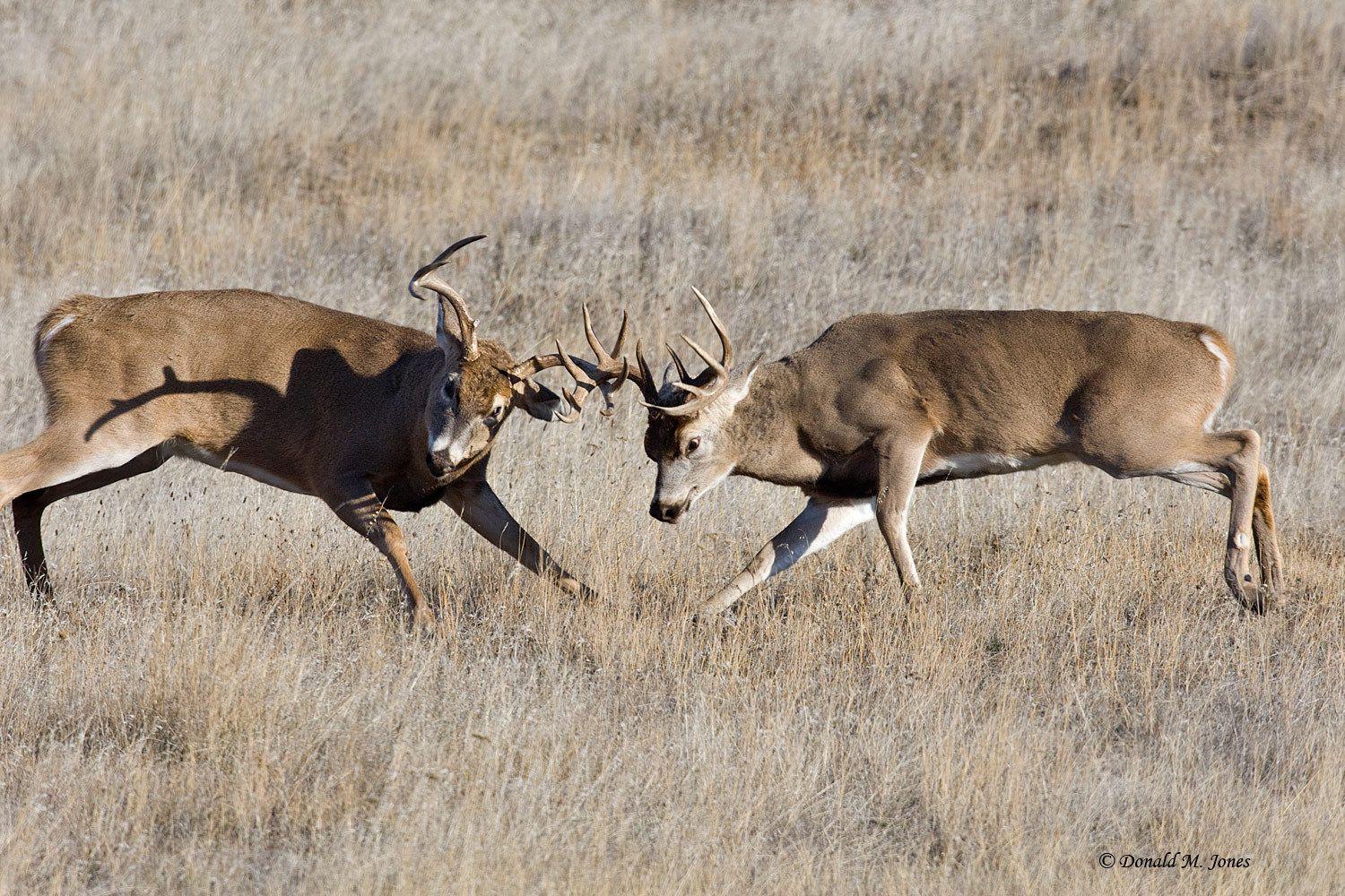 Deer buck HD wallpaper fighting Fighting