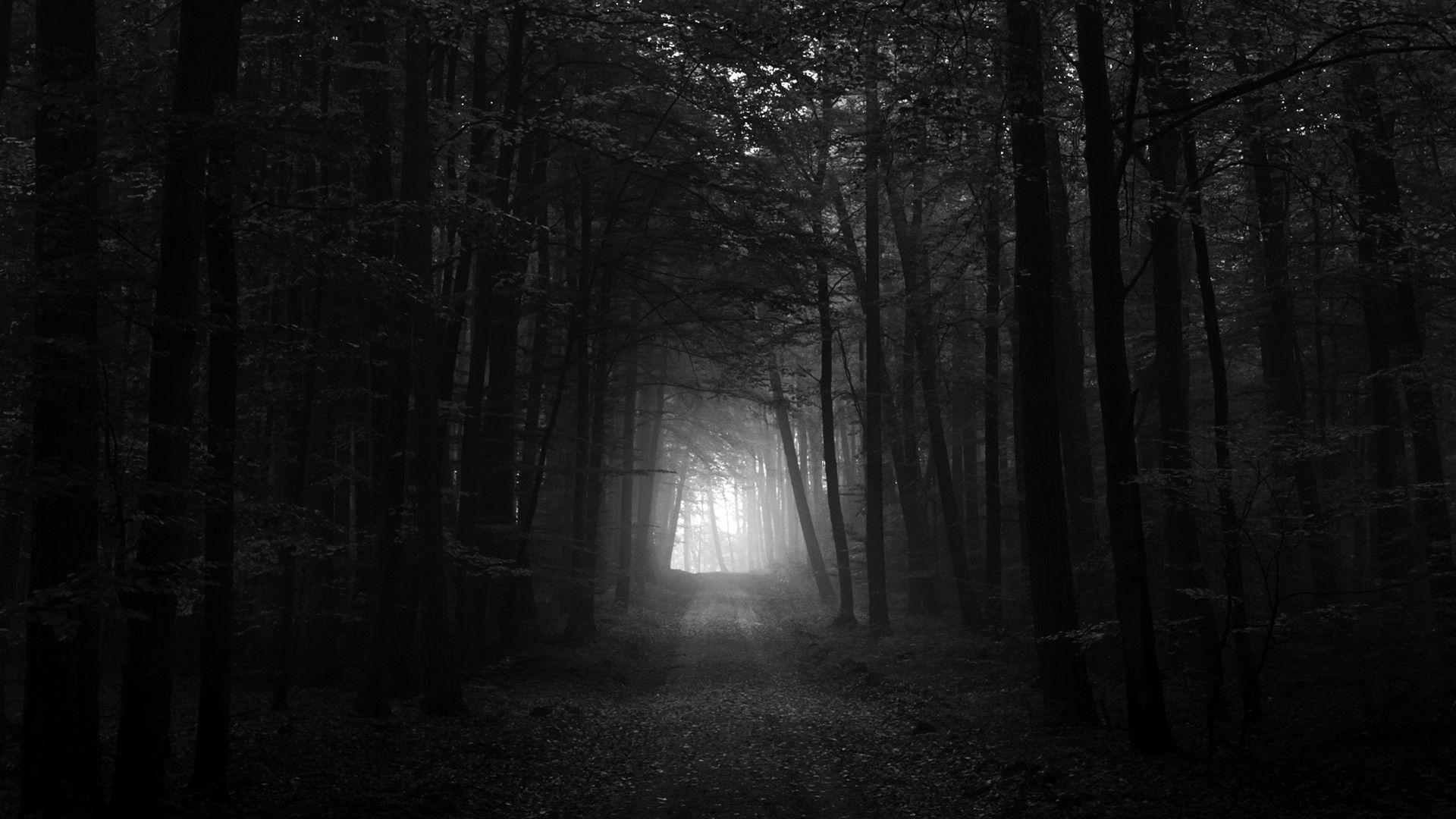 Black And White Dark Forest HD Wallpaper 1920x1080