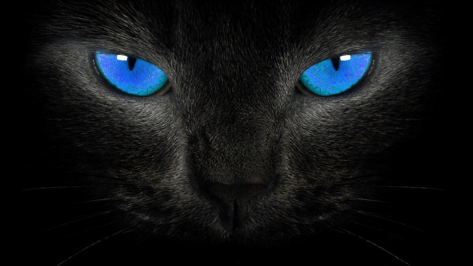 black cat blue eyes wallpaper HD widescreen wallpaper animals