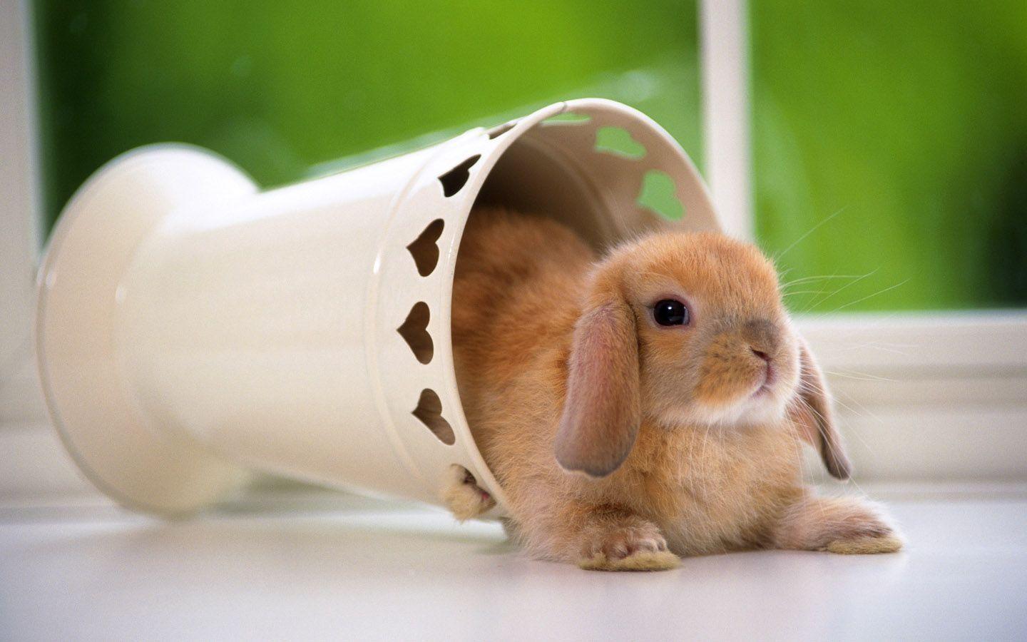 image For > Cute Rabbit Wallpaper