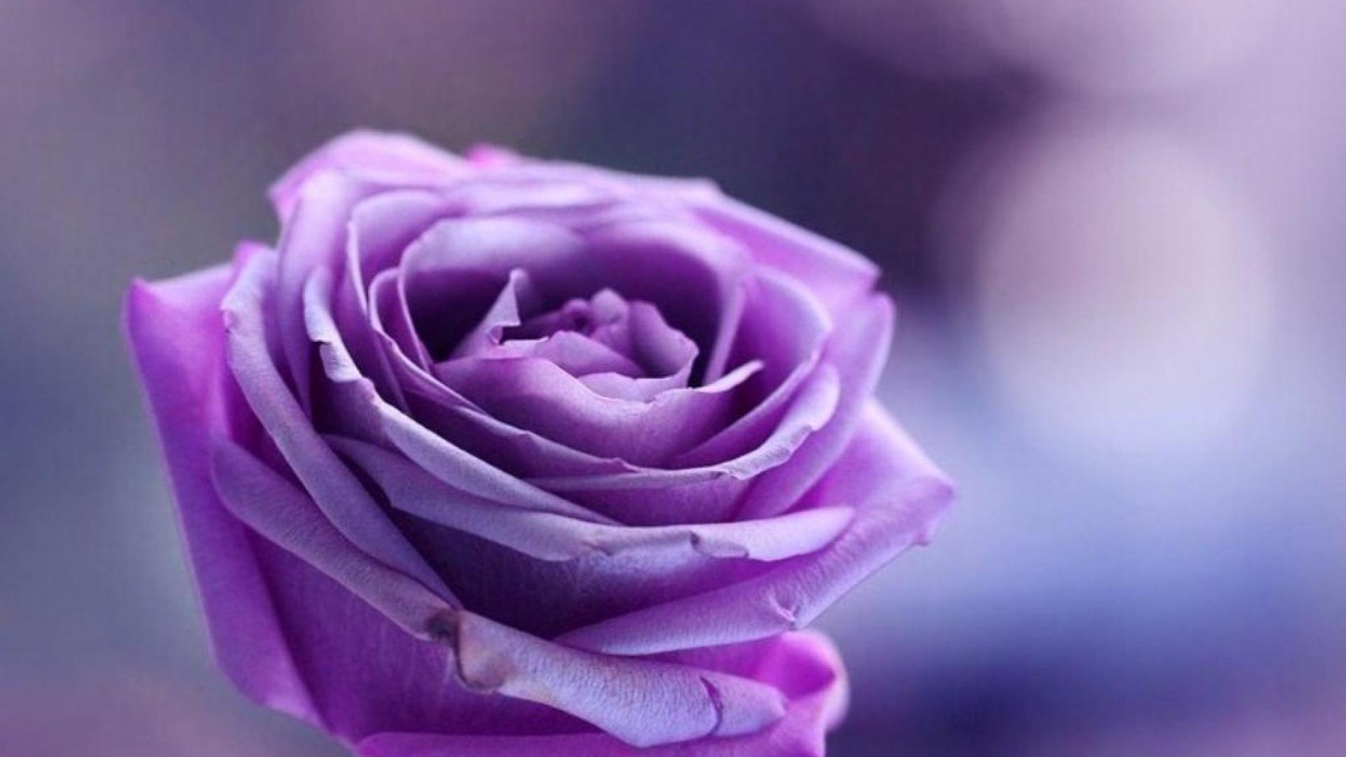 Purple rose on purple background wallpaper and image