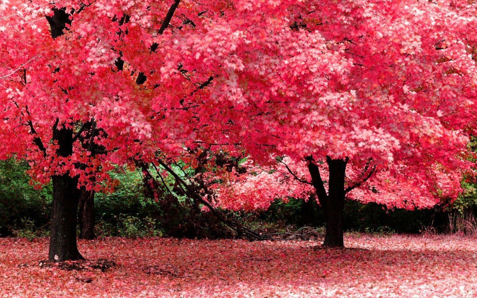 Pink HD Nature Wallpaper. Free HD Desktop Wallpaper. Viewhdwall