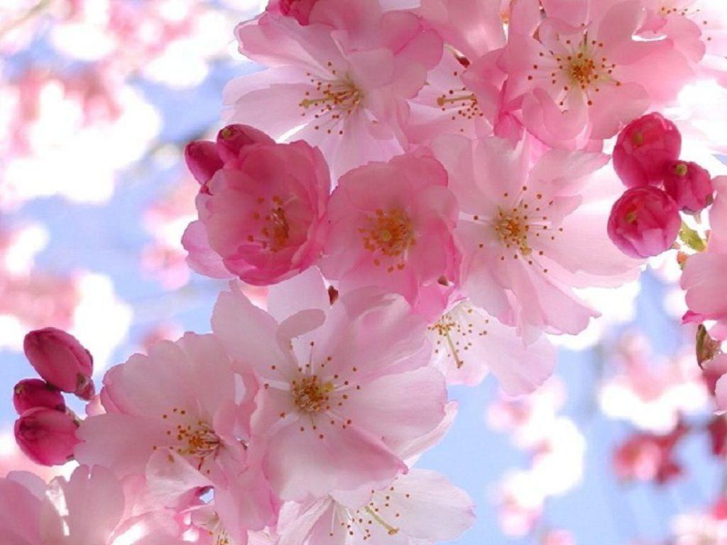 Free Spring Wallpaper And Font 51905 HD Picture