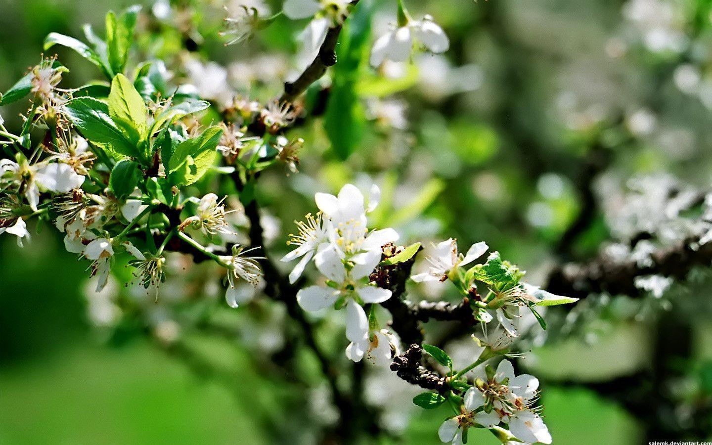 Apple Blossom Wallpapers - Wallpaper Cave