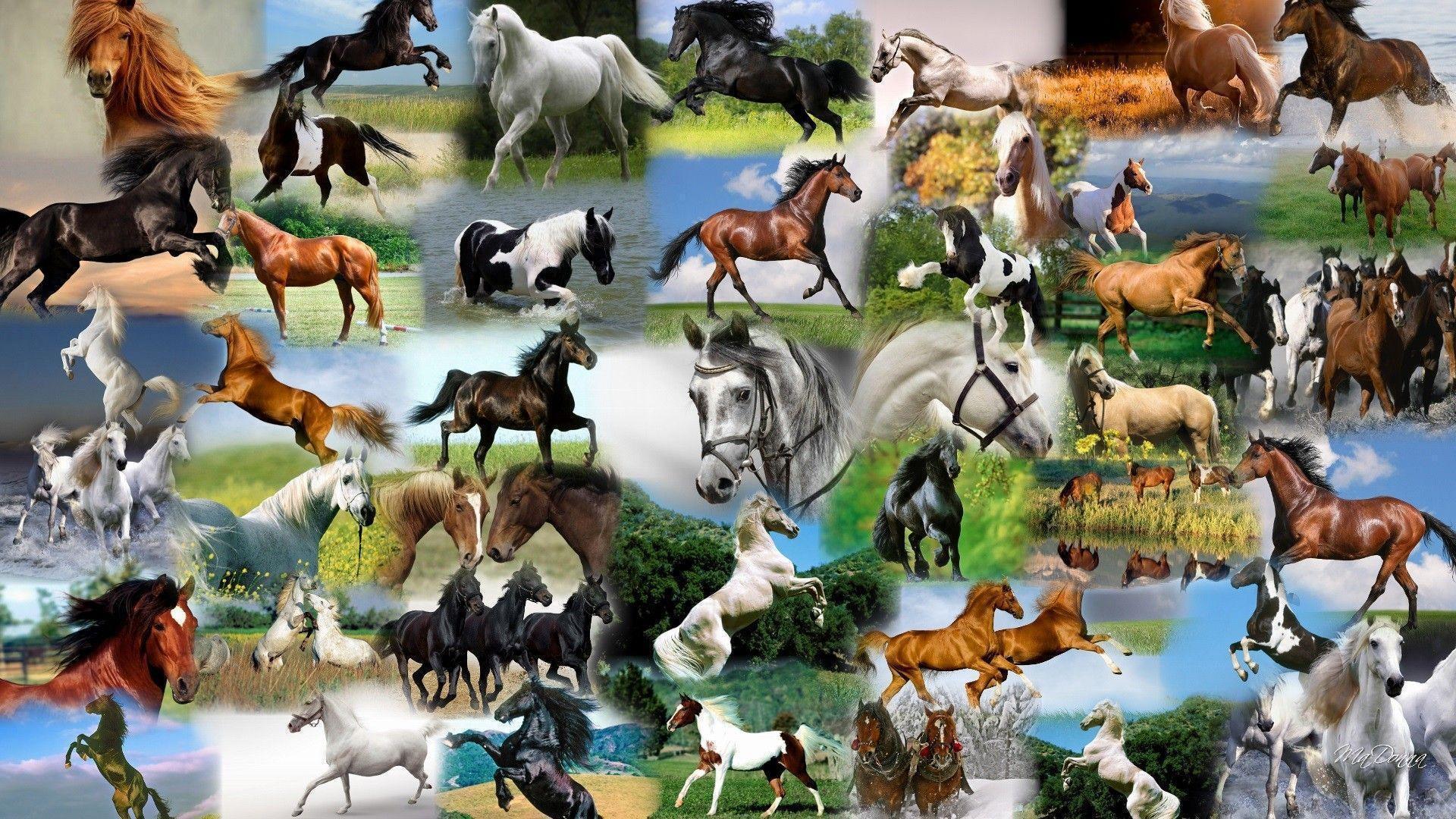 Equestrian Wallpaper Image