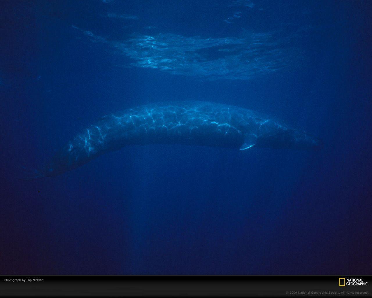 Blue Whale Picture, Blue Whale Desktop Wallpaper, Free Wallpaper