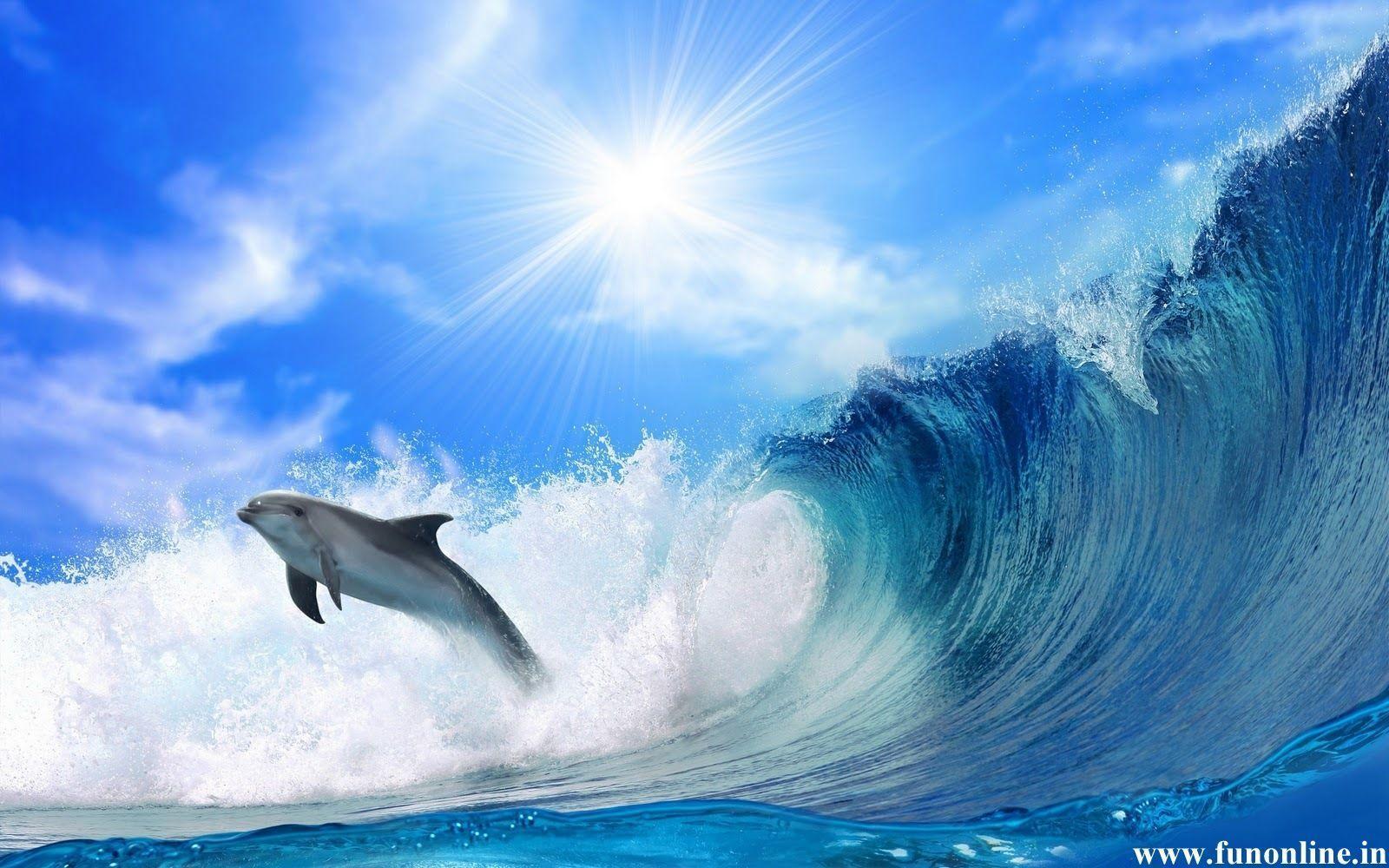 Jumping Dolphin Wallpaper 16 Cool Background 2560x1440 HD