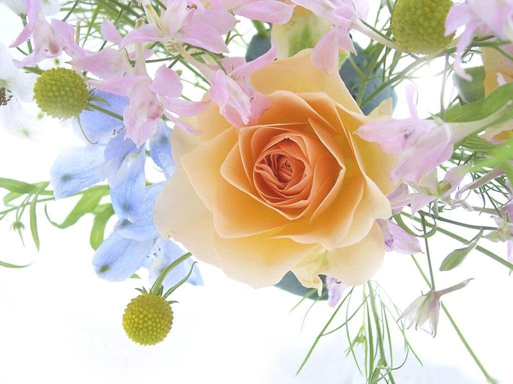 Wallpaper Desktop Flowers Rose