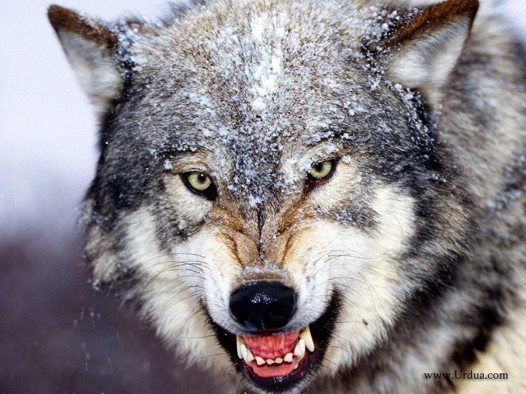 Bared Teeth Grey Wolf Scary Face Laptop Wallpaper