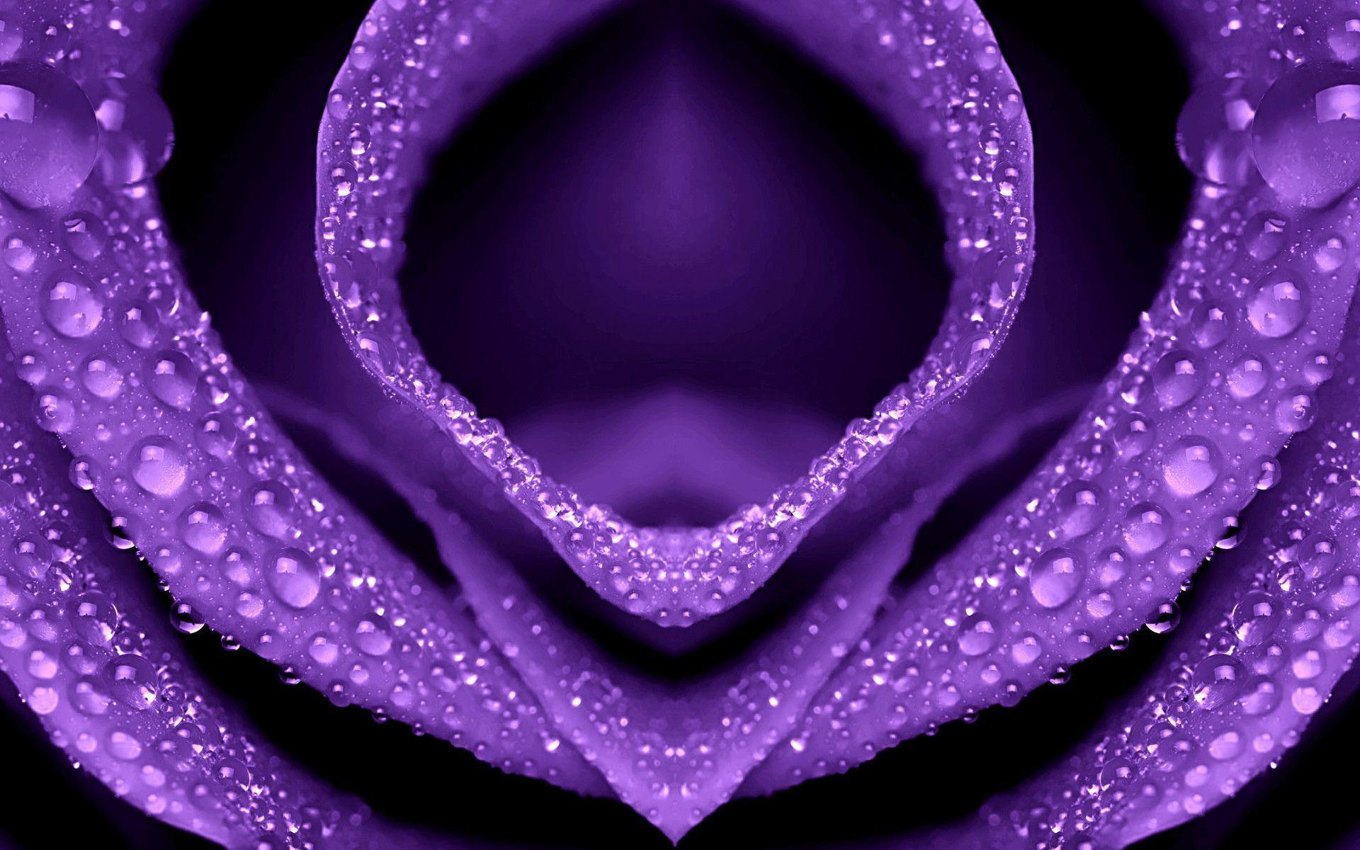 Wallpaper For > Purple Roses Wallpaper Desktop Background