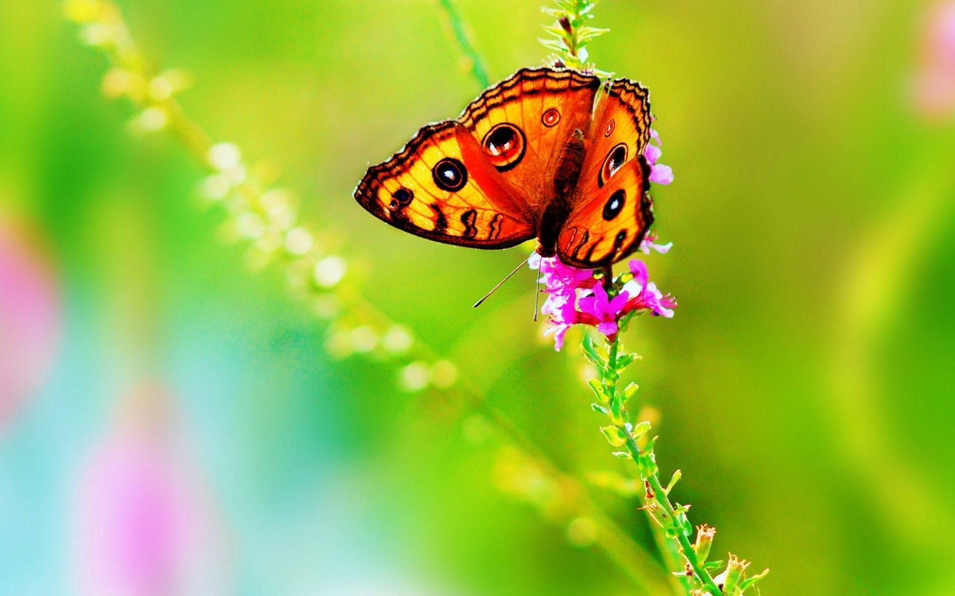 Butterfly Wallpapers HD - Wallpaper Cave