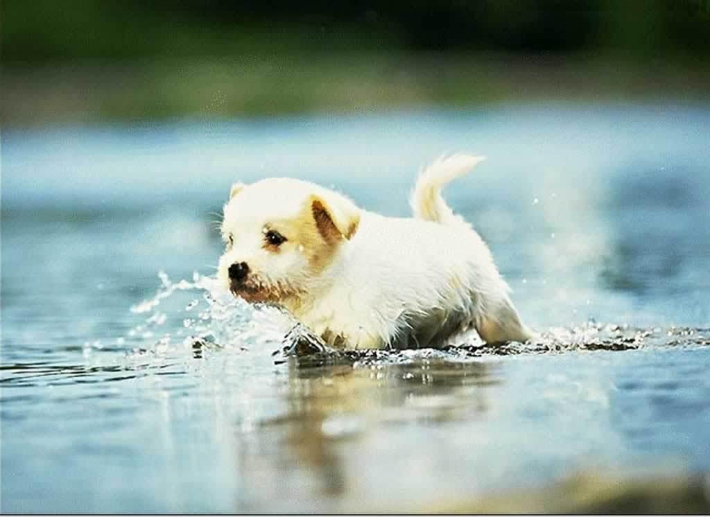 HD Animals: cute dogs and puppies wallpaper