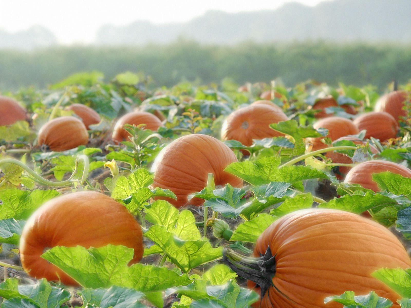 Pumpkin Harvest Wallpaper