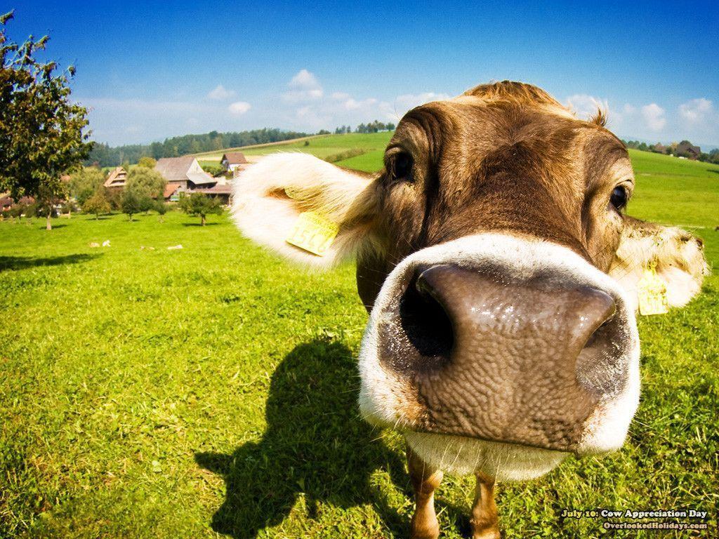 Cow background wallpaper