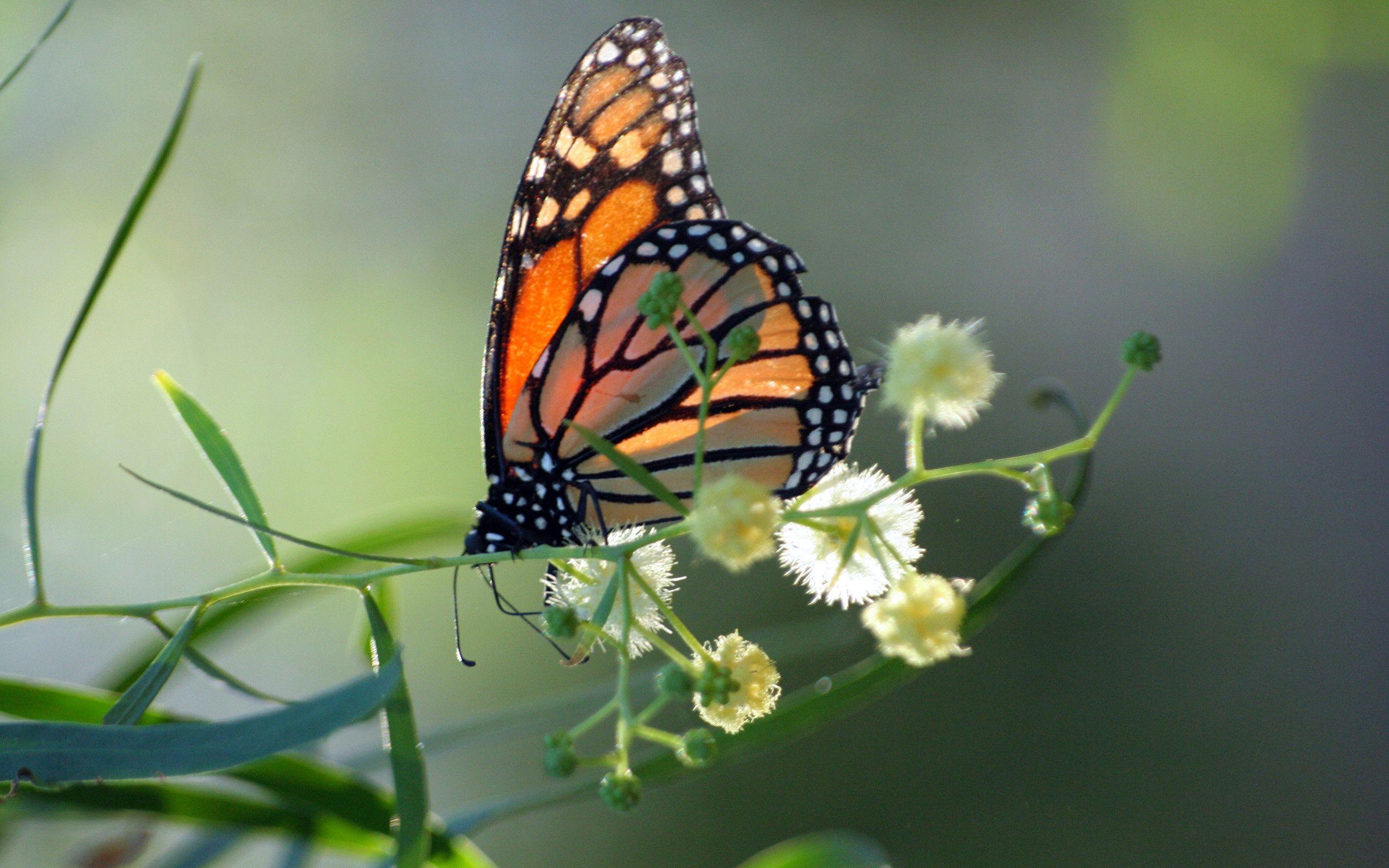Monarch Butterfly Wallpapers  Wallpaper Cave