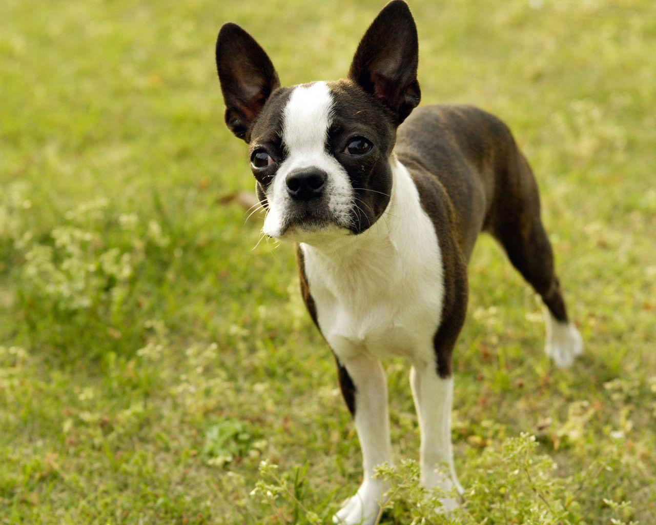 Boston Terrier Wallpapers Wallpaper Cave