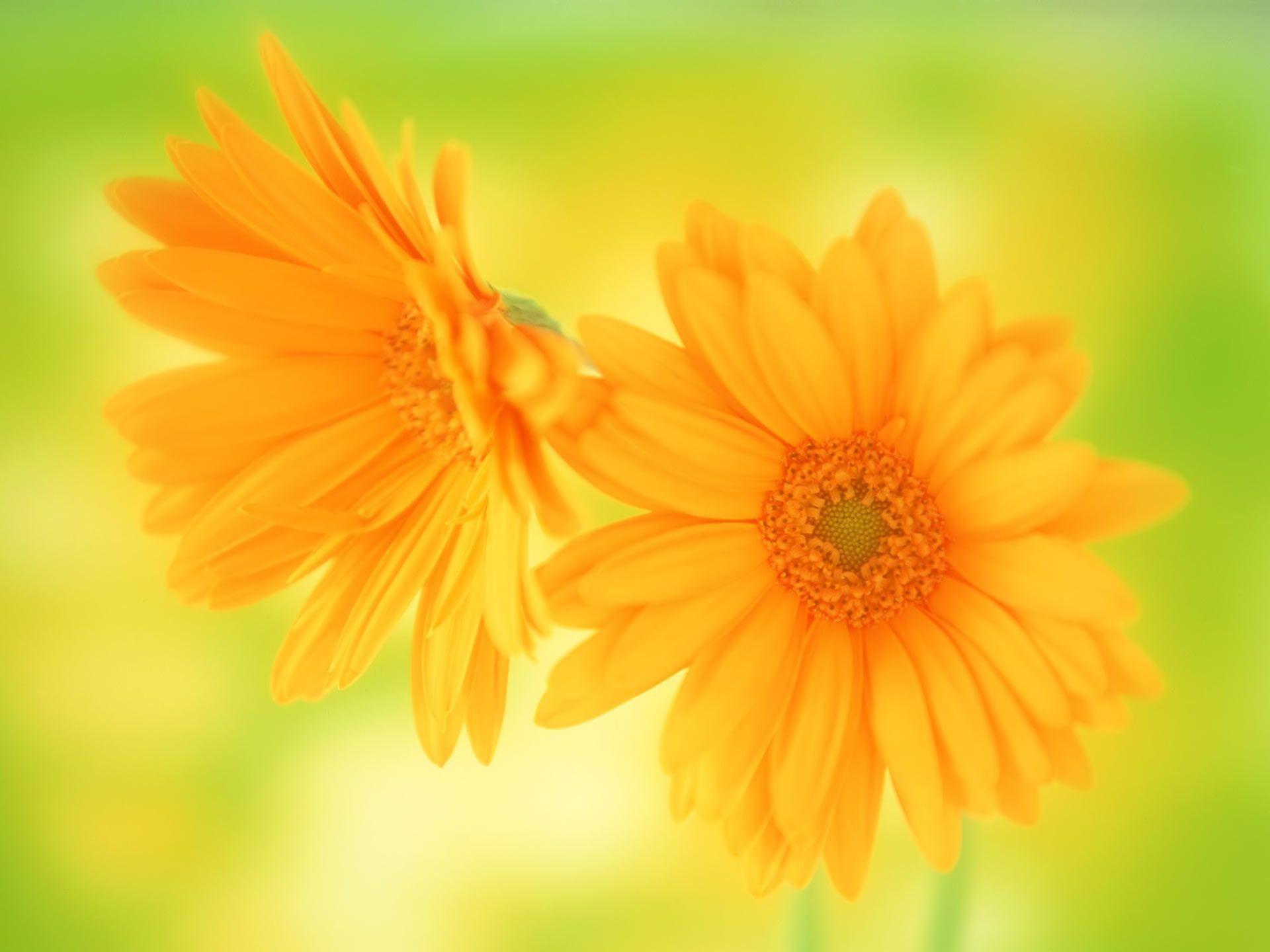 Desktop Wallpaper · Gallery · Windows 7 · Yellow flowers picture