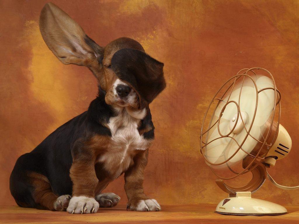Basset Hound Wallpapers - Wallpaper Cave