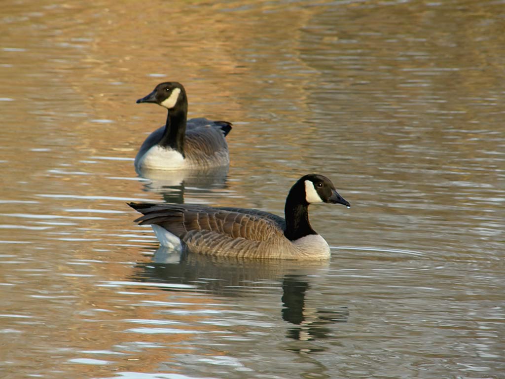 Geese Wallpapers - Wallpaper Cave
