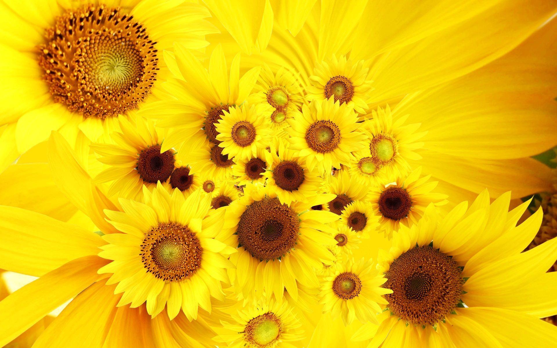 Cool Sunflowers Yellow Bright HD Desktop Background. HD