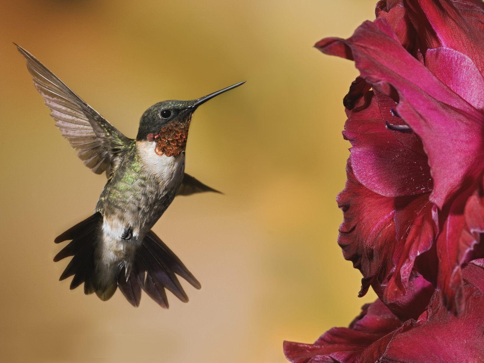 Hummingbird (id: 63212)