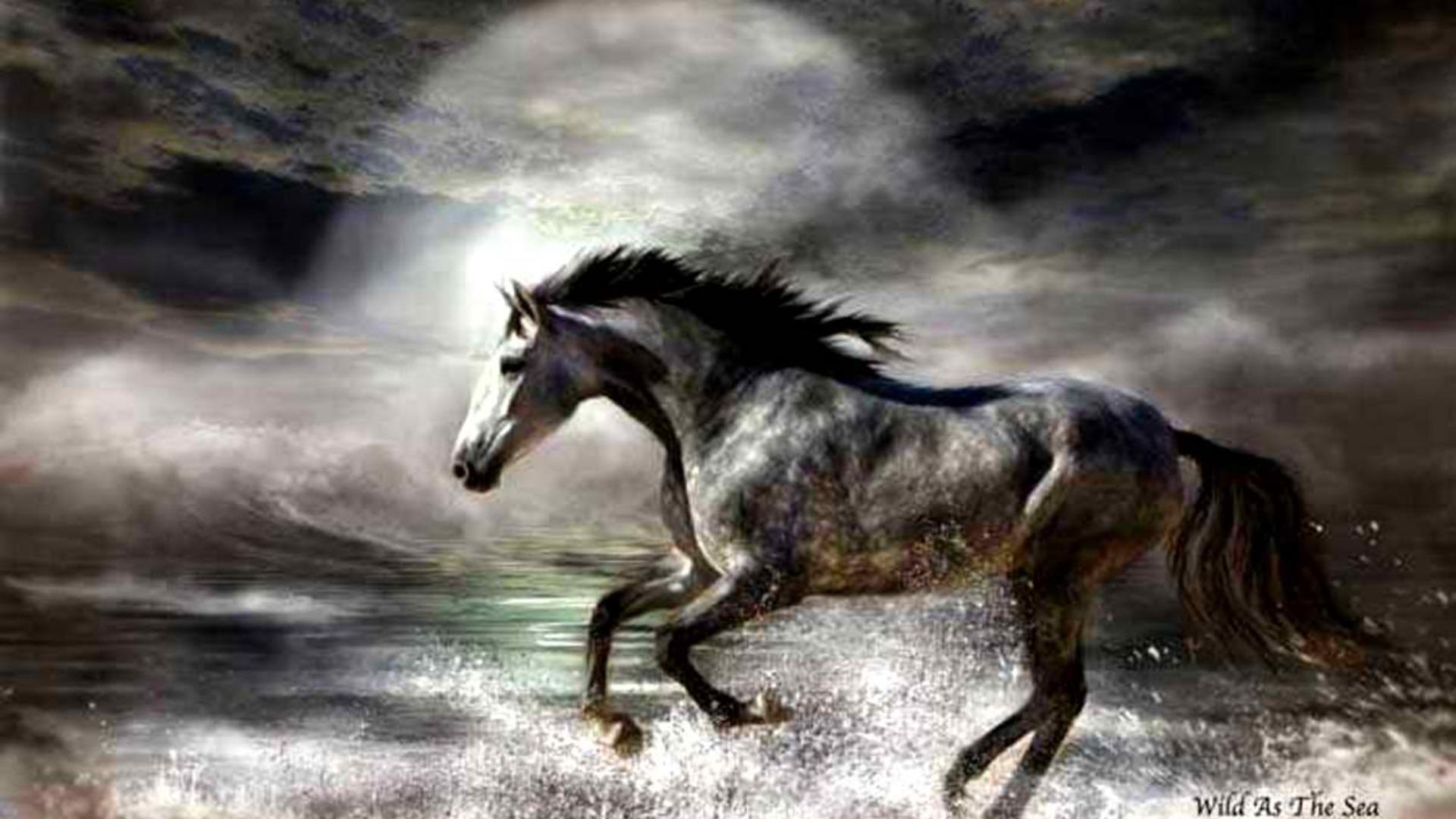 image For > Wild Paint Horses Galloping