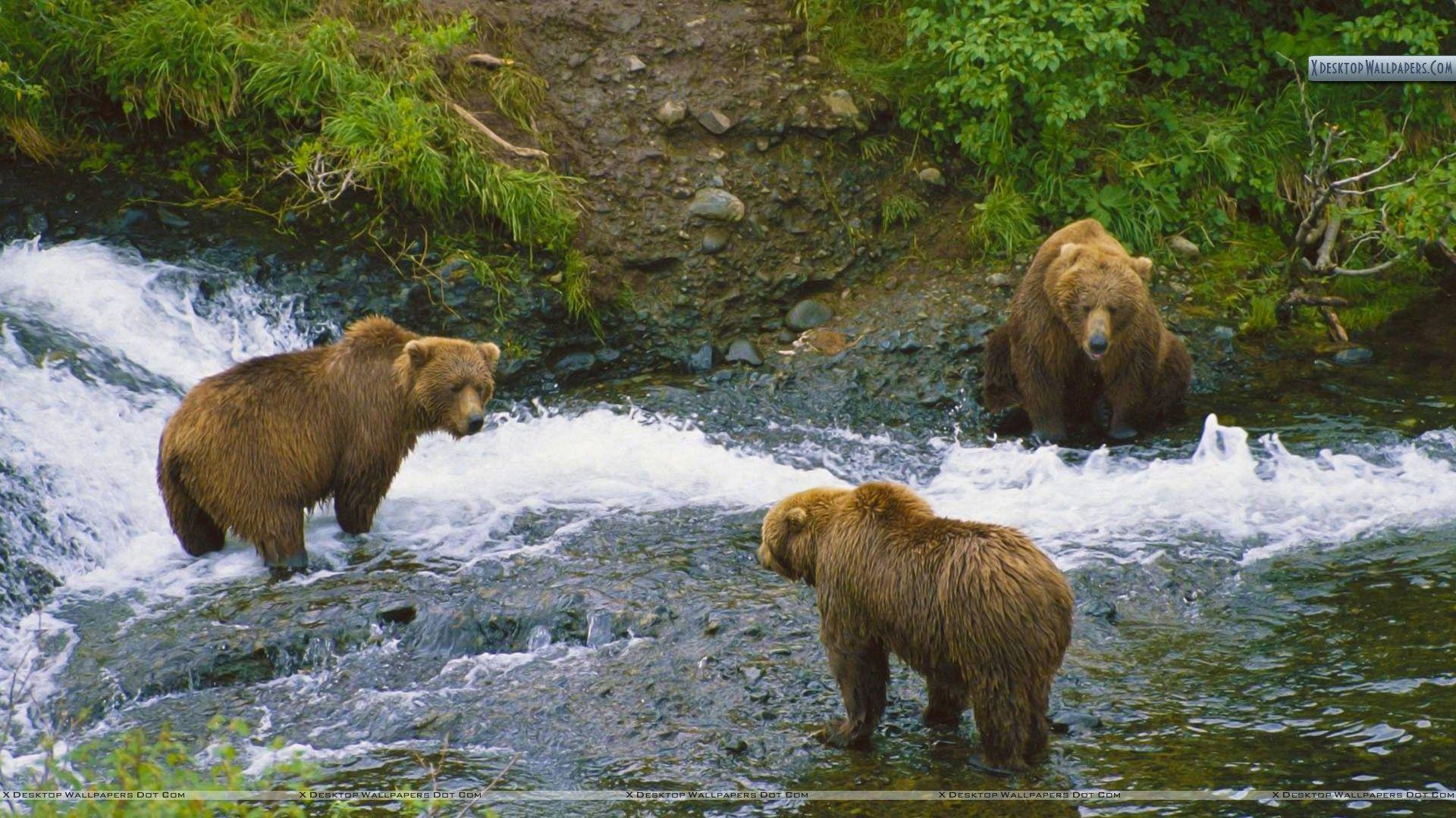 Meeting of Minds, Brown Bears, Alaska Wallpaper
