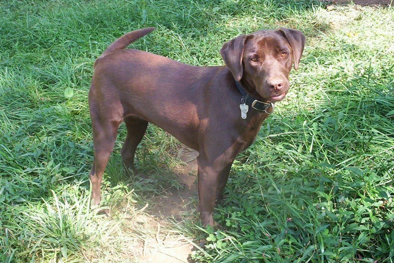 Chocolate Labrador Retriever Picture 34 Dog Wallpaper