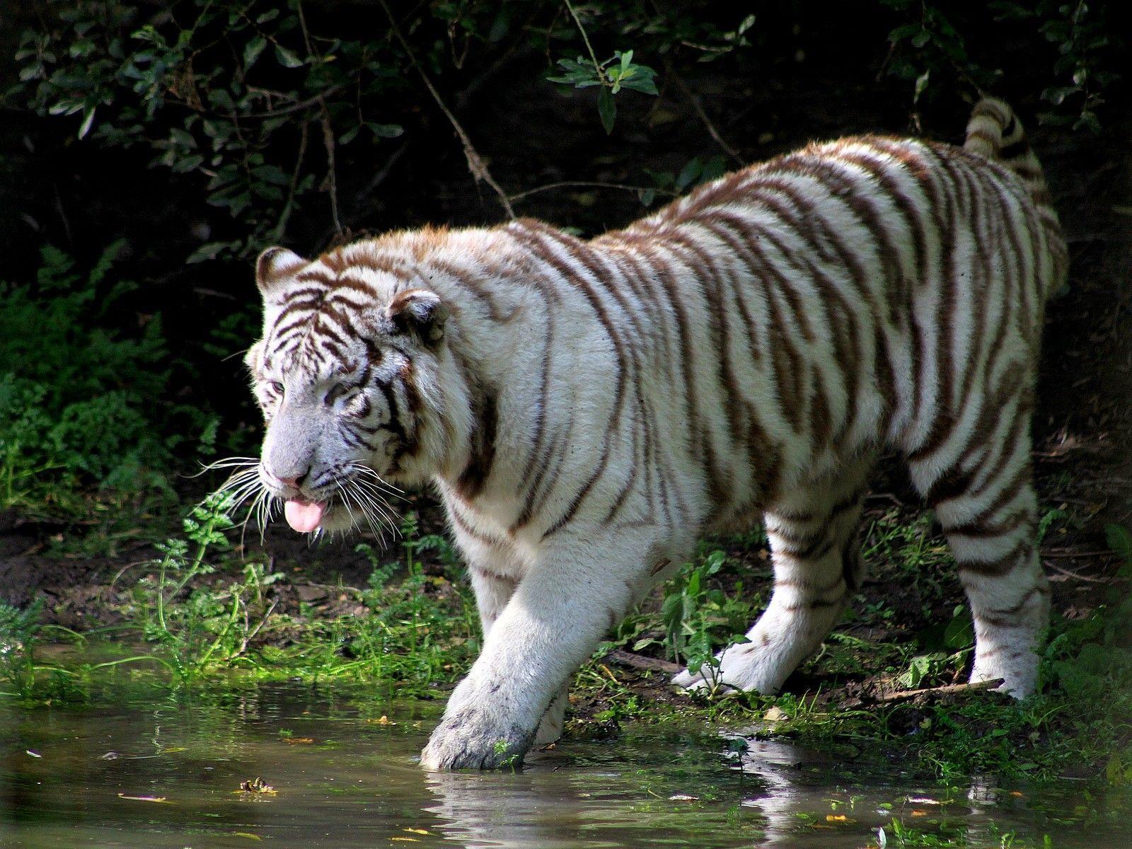 Picture Of White Tigers