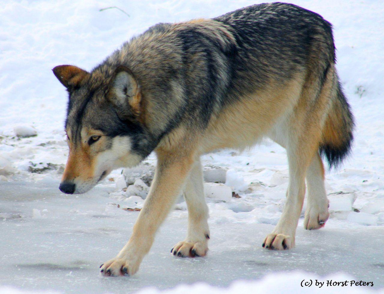 More Like Timber Wolf / Timberwolf 4