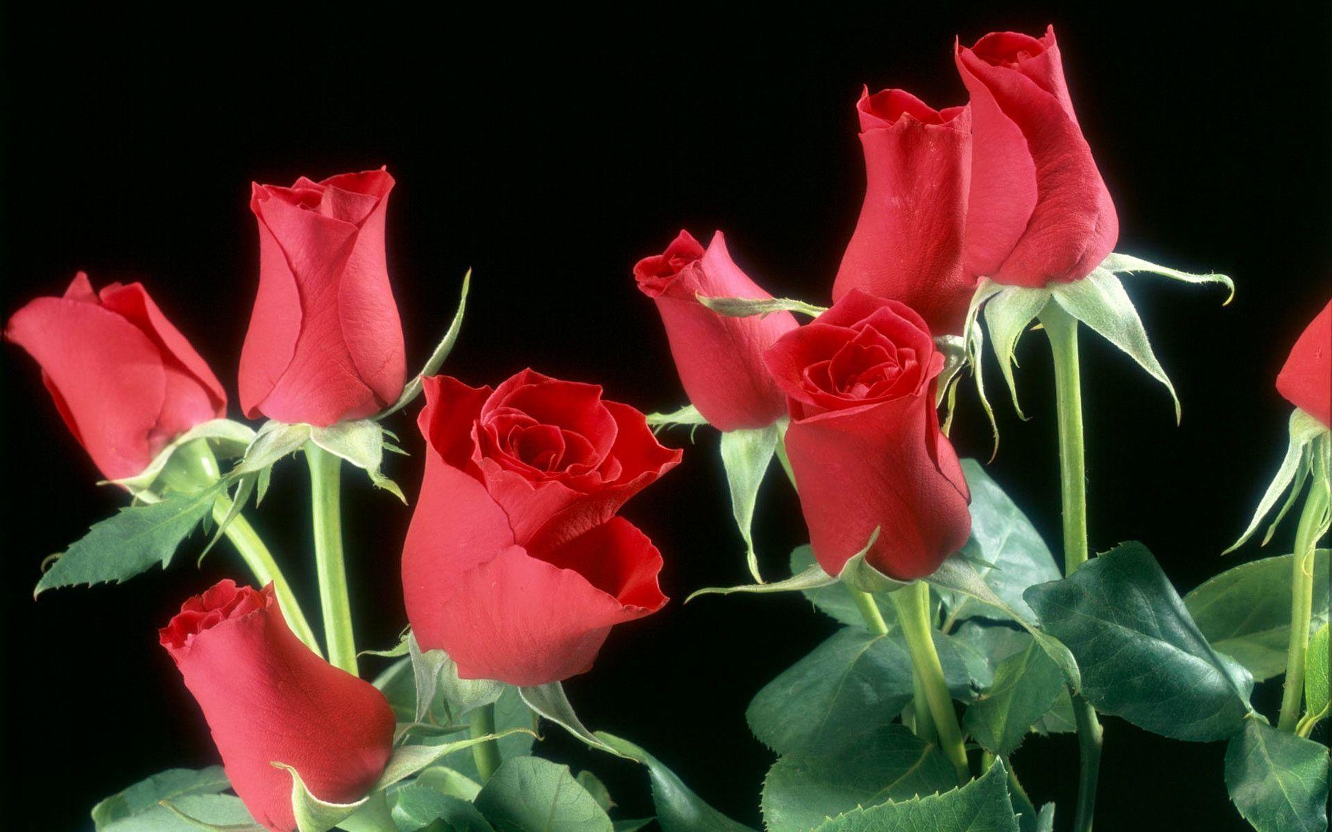 red roses flowers. Cool HD Wallpaper 1080p