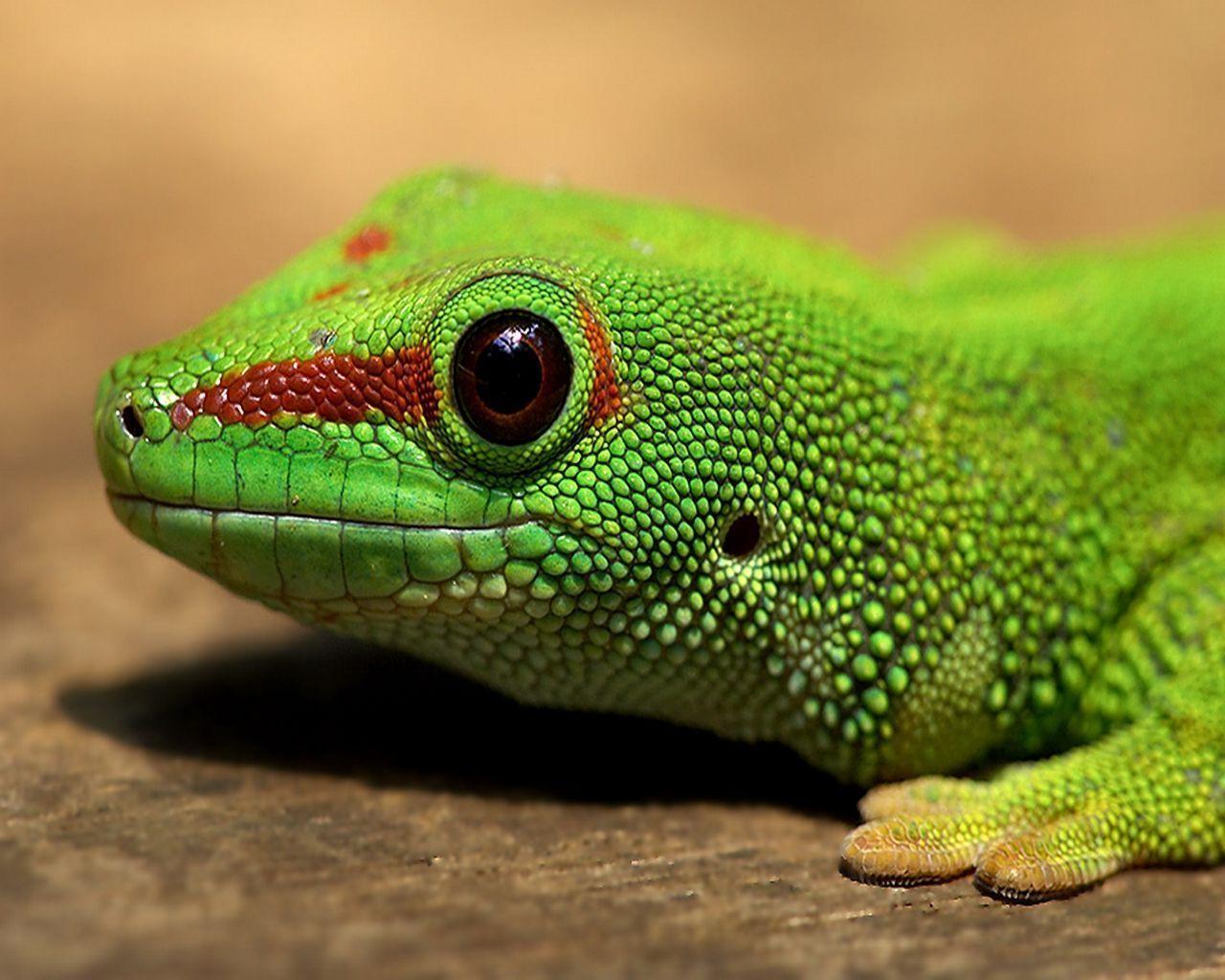 Big Eye Gecko Close Up Desktop Wallpaper