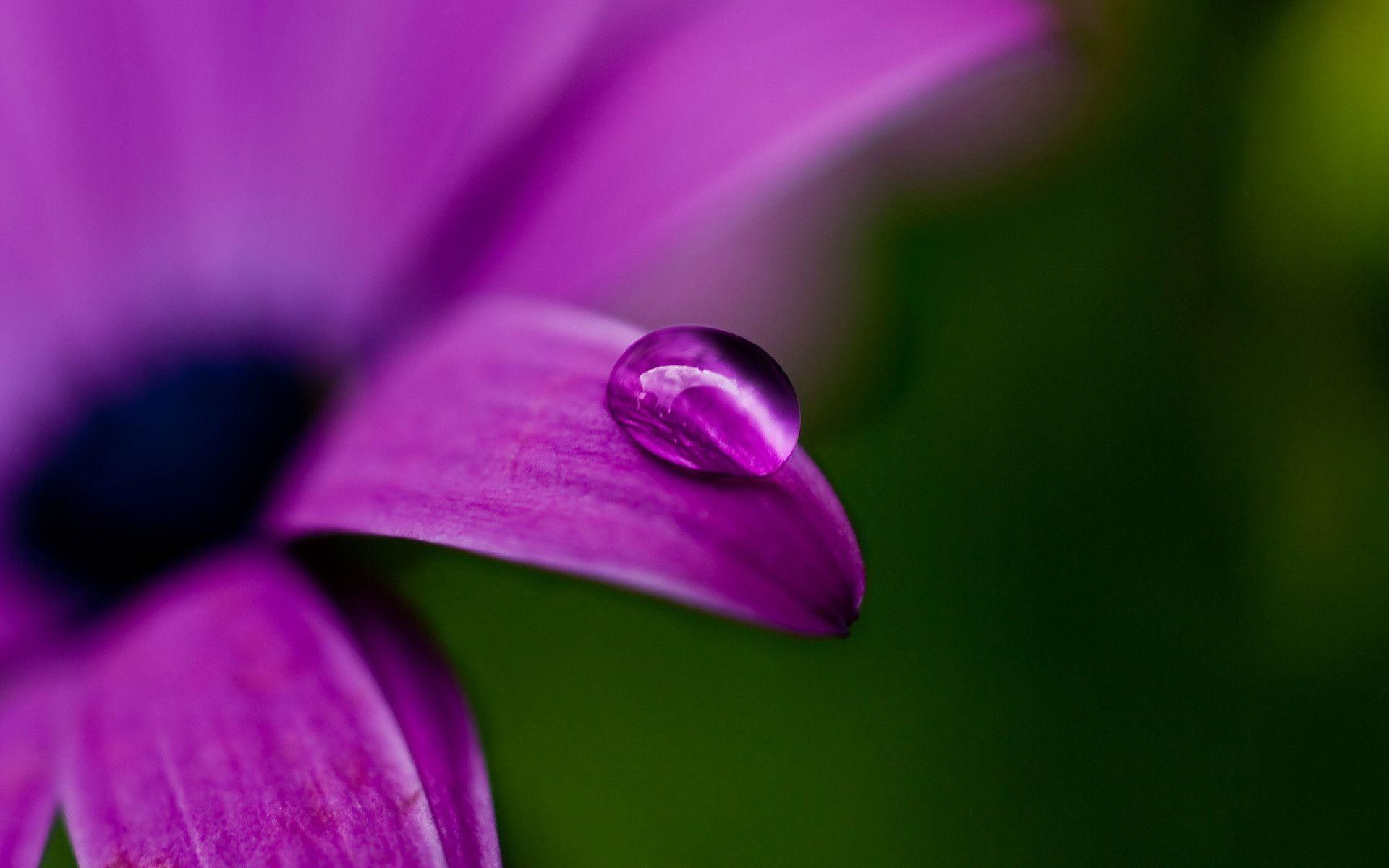 Water Drop On Purple Flower desktop wallpaper